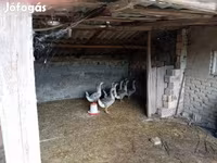 Geese — photo 2
