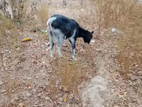 Cabras (lote, sexo no especificado), Cabras — foto 4