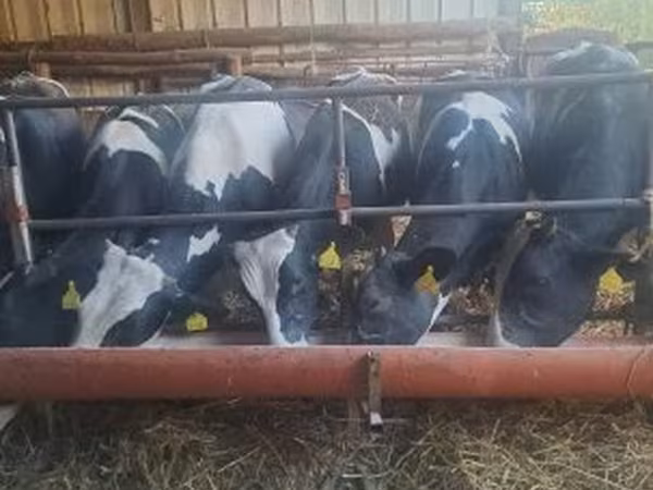 Tehén, Russian Black pied cattle — Magyarország
