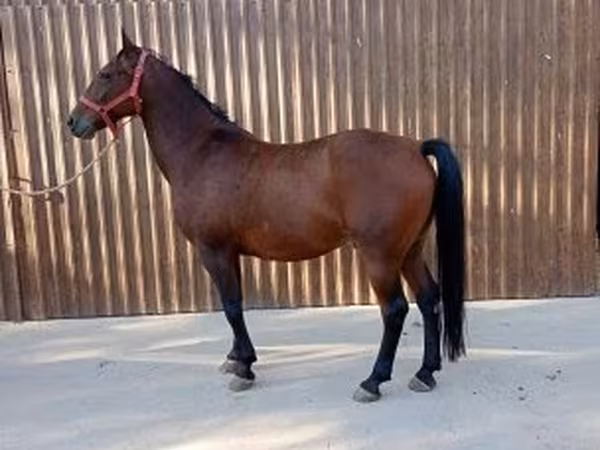 Hing, Lipizzaner — Magyarország
