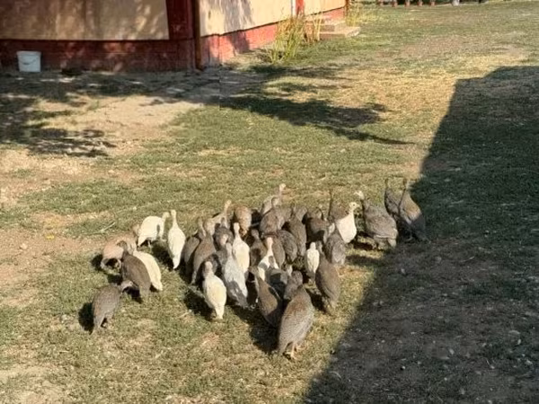 Guinea fowl — Węgry