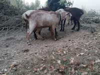 Cabras (lote, sexo no especificado), Cabras — foto 2