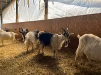 母山羊, Goats — 照片 3