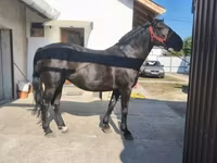 母马, Horses — 照片 6
