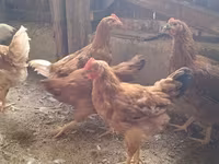 Chickens — 2-сурет
