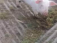 Boar, Pigs — photo 2