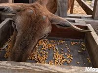 母山羊, Alpine goat — 照片 2