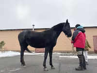 Klisna, Akhal-Teke — foto 2