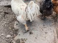 Chickens — 照片 4