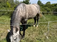 公马, Lipizzaner — 照片 2