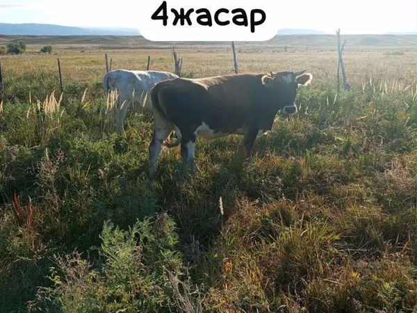 母牛, Latvian Blue cattle