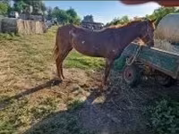 母马, Horses — 照片 2