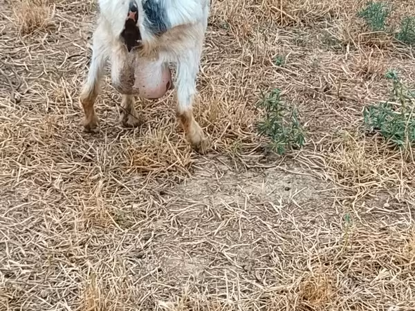 Cabra, Cabras