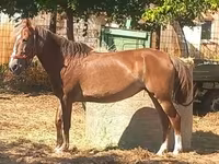 母马, Horses — 照片 1