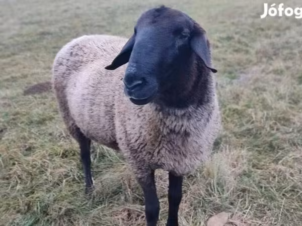 मेढ़ा, Tsigai sheep