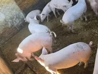 خنزير ذكر, الخنازير — الصورة 3