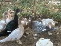 Ducks — Foto 1