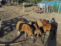 كبش, Cameroon sheep — الصورة 1