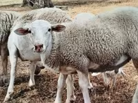 Ram, Dorper sheep — photo 3