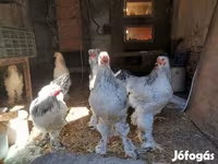 Brahma — foto 4