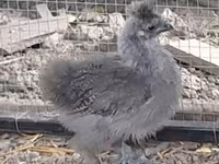 Silkie — photo 2