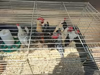 Dutch Bantam — foto 2
