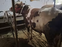 Bika, Ukrainian Red Pied Dairy cattle — 1. fotó