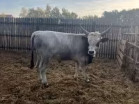 Bull, Hungarian Grey breed — photo 2