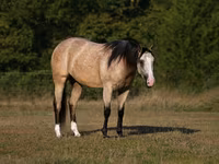 Égua, Quarter Horse — foto 2