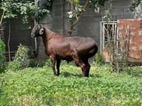 Beran, Ovce — foto 2
