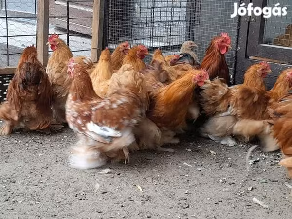 Pekin Bantam