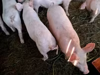 Kan, Sertések — 4. fotó