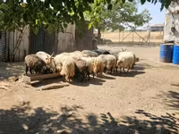 公羊, Racka sheep — 照片 4