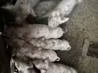 母猪, Pigs — 照片 3