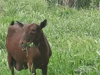 Nőstény kecske, Irish goat — 6. fotó