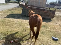 Hing, Chilean horse — 3. fotó