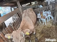 Cow, Simmental cattle — photo 3