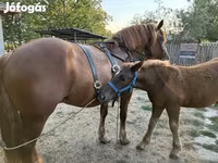 Caballo, Hungarian horse breed — foto 5