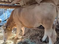 母牛, Simmental cattle — 照片 1