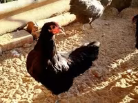 Australorp — foto 6