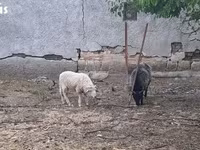 Widder, Merino sheep — Foto 3