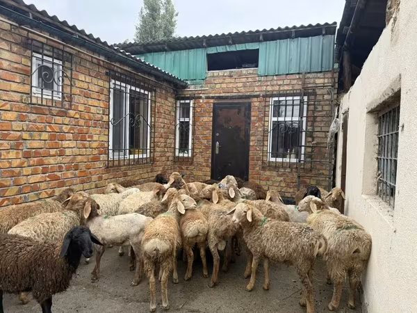 Baran, Rhon sheep