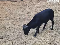 Kos, Cameroon sheep — 3. fotó