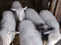 Kos, Merino sheep — 1. fotó