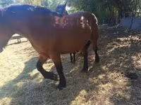 公马, Horses — 照片 2