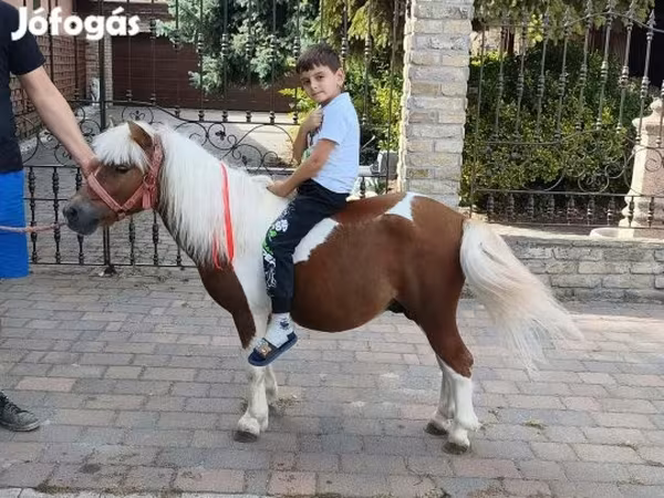 Hing, Lovak — Magyarország