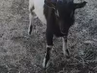 Billy Goat, Nigerian dwarf goats — photo 1