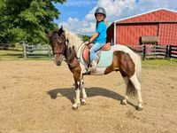 Hing, Pinto horses — 4. fotó