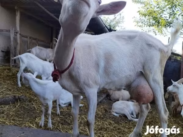 Nőstény kecske, Saanen goat