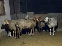 Ovelha, Arashan sheep — foto 3